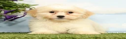 Teddy Bear dogs for sale: Kona - Ad 1