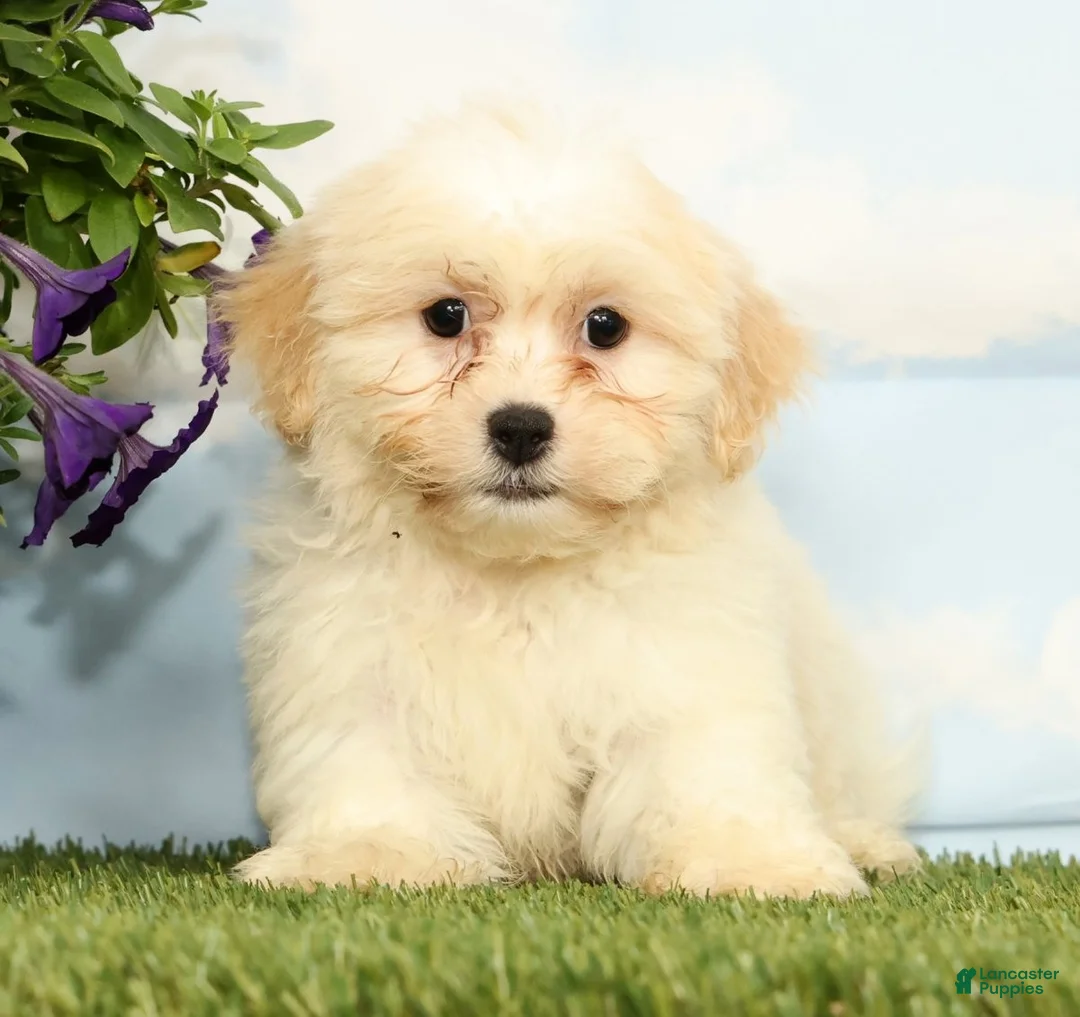 Teddy Bear dogs for sale: Kona - Ad 1