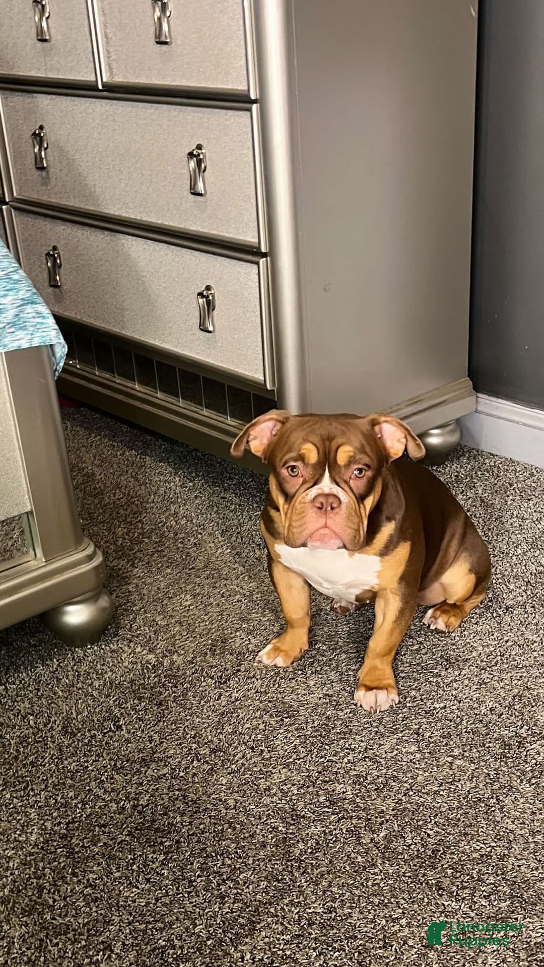 American Bully dogs for sale: American Bully Puppy 5 - Ad 5