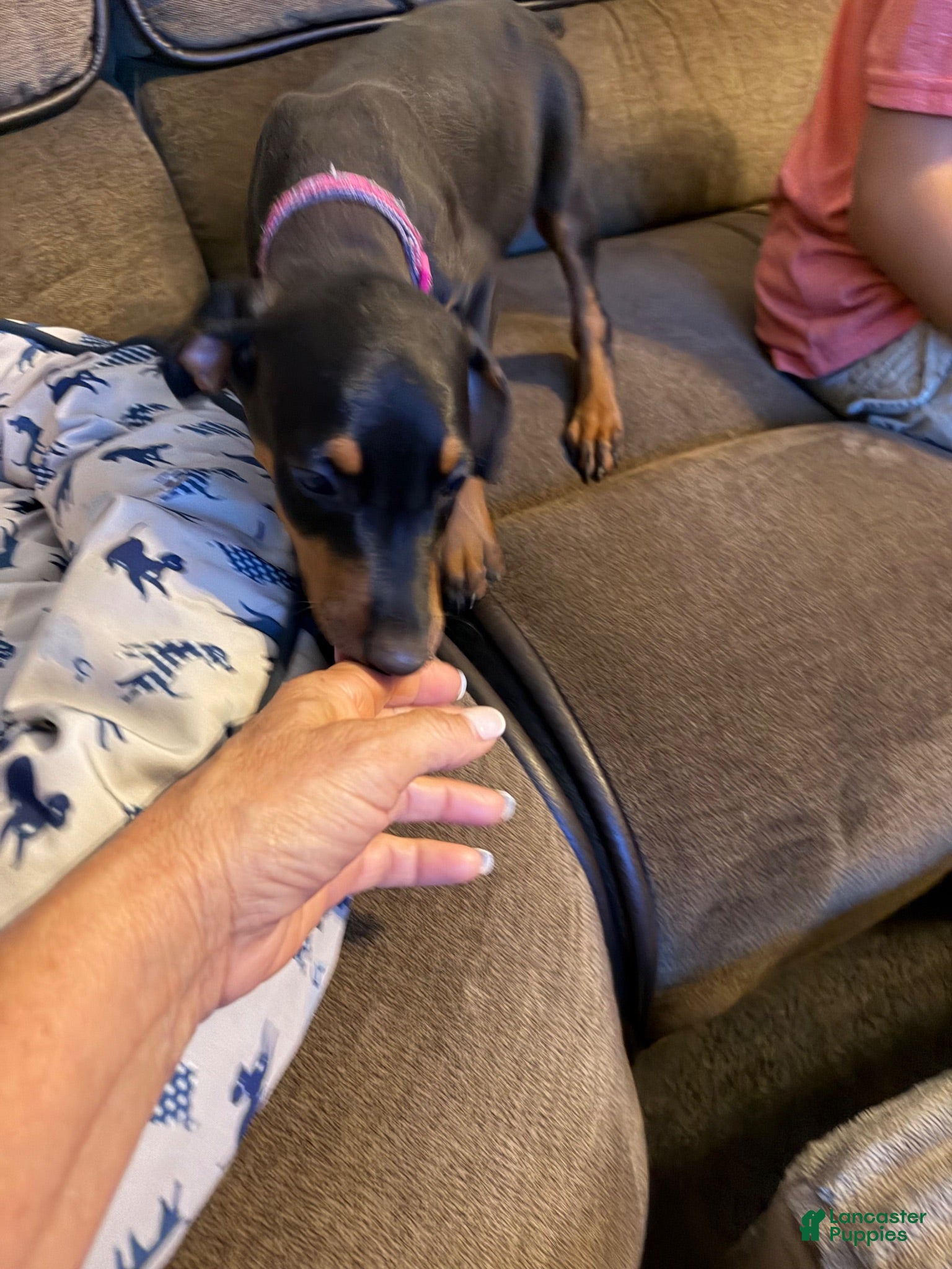Doberman Pinscher dogs Doberman Pinscher 2 - Ad 40