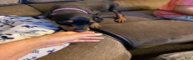 Doberman Pinscher 2
