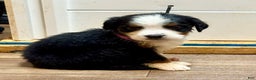 Bernese Mountain Dog dogs for sale: Duchess - Ad 3