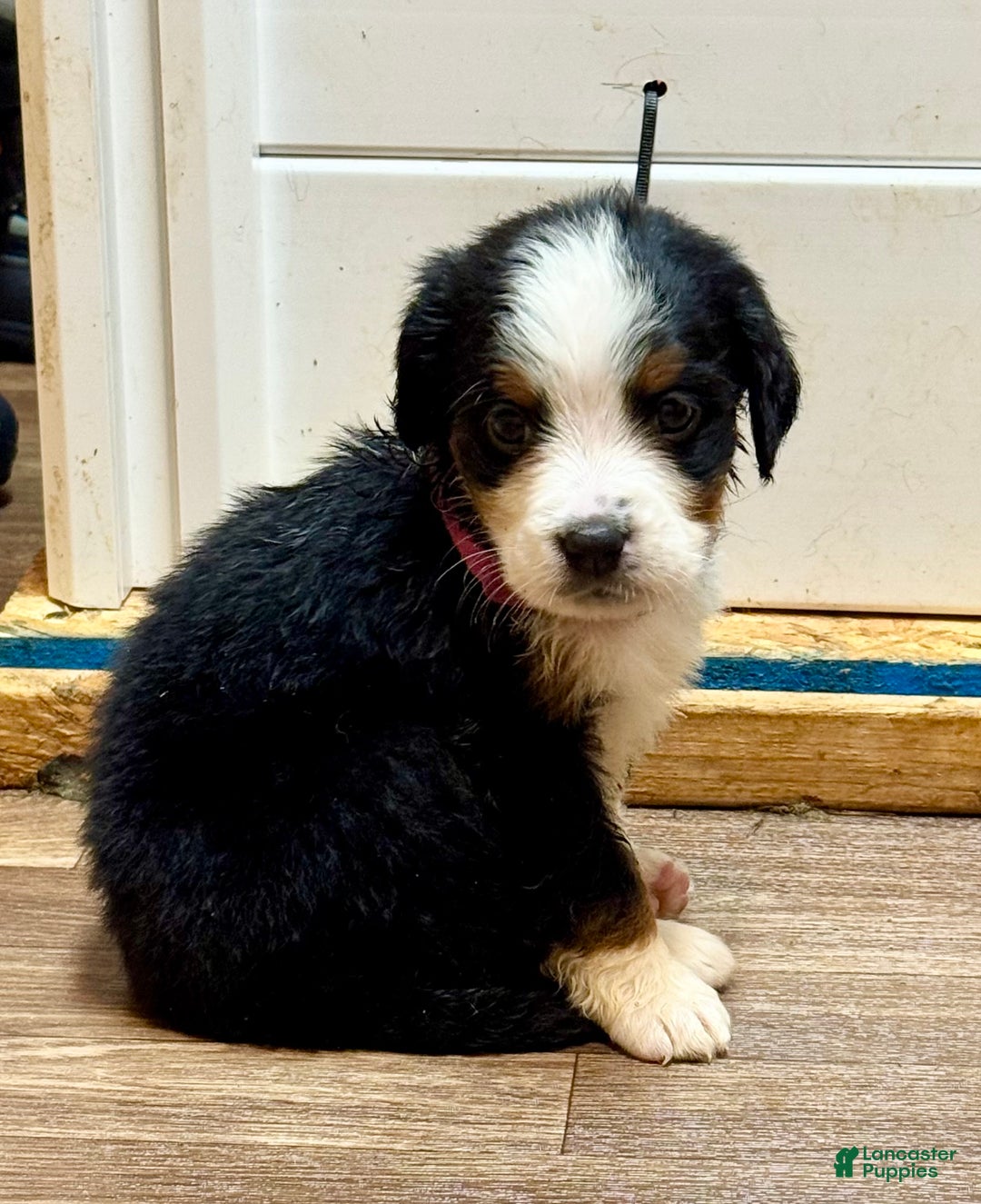 Bernese Mountain Dog dogs for sale: Duchess - Ad 3