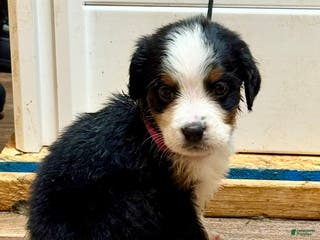 Bernese Mountain Dog dogs Duchess - Ad 37