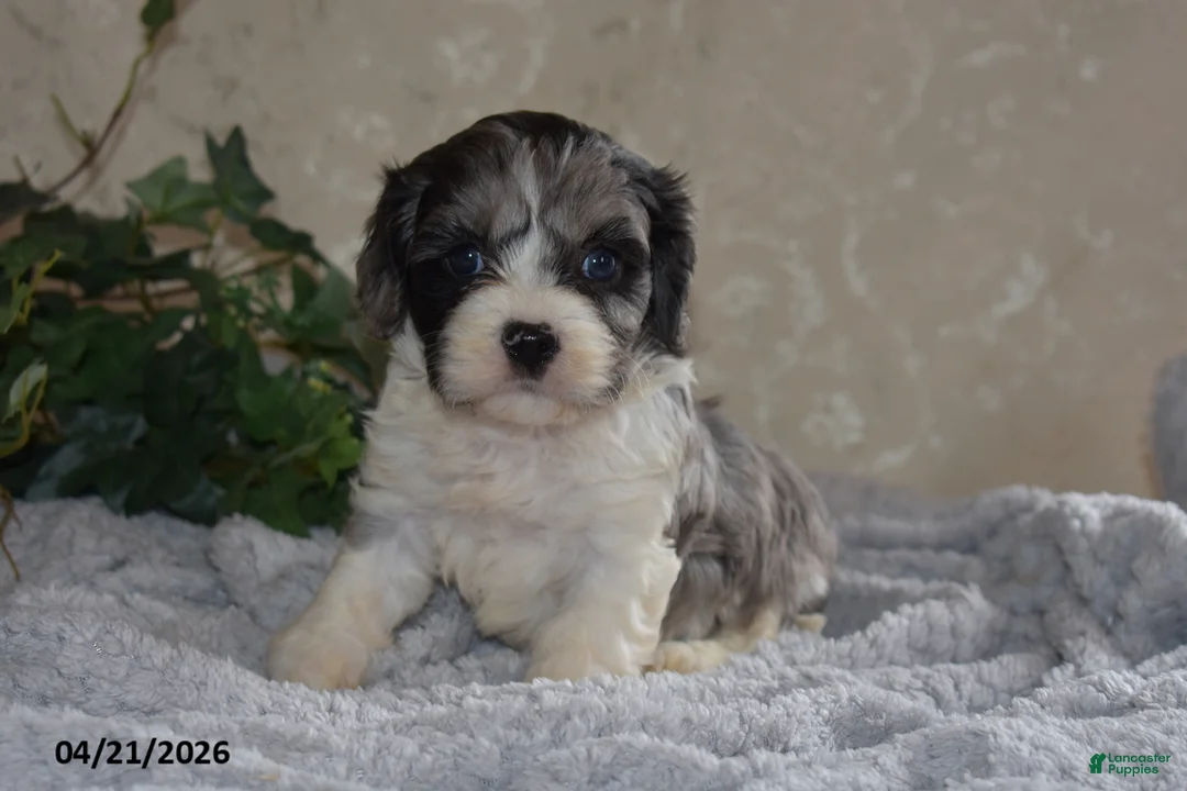 Cavapoo dogs for sale: Lucy - Ad 1