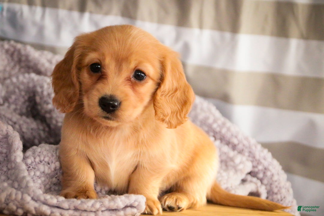 Miniature Dachshund dogs for sale: Taffy - Ad 6