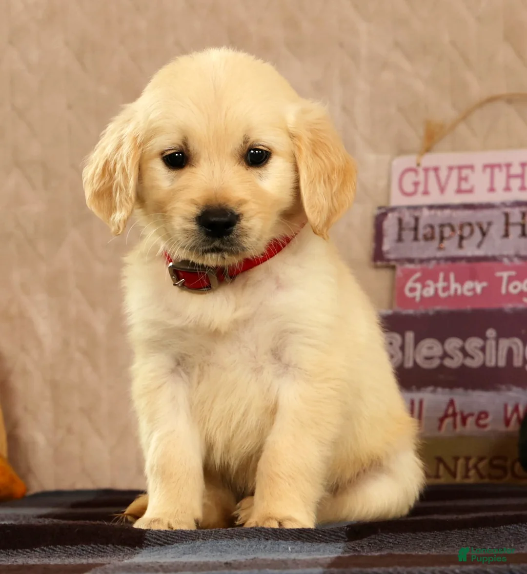 Golden Retriever dogs for sale: Gus - Ad 2