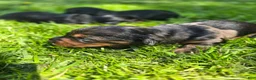 Mixed Breed dogs for sale: Jeagar - Ad 8
