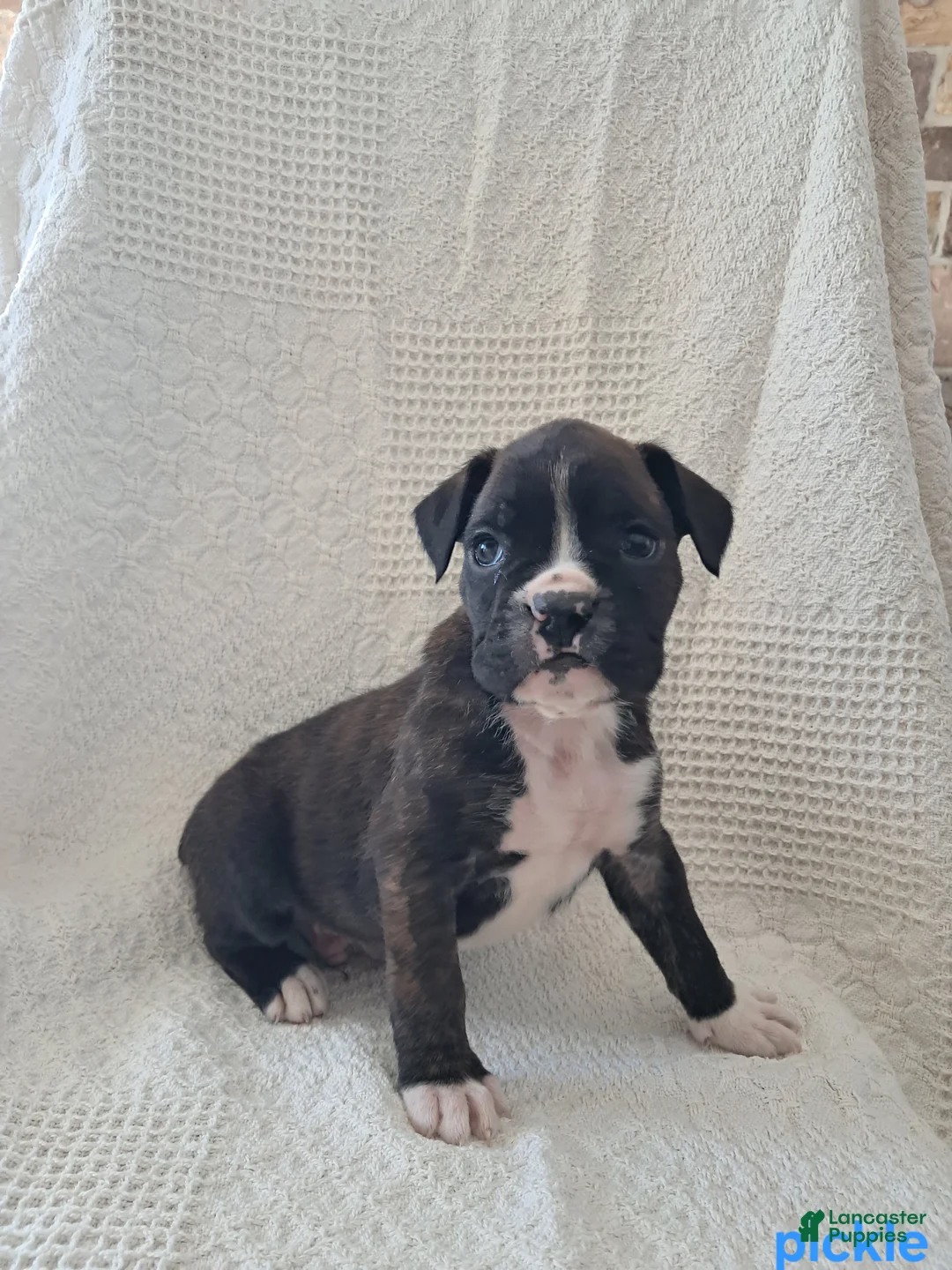 Boxer dogs for sale: Spotty - Ad 2