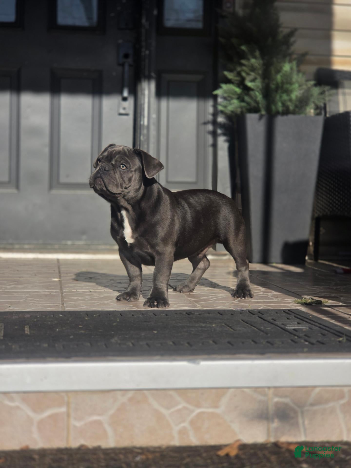 French Bulldog dogs for sale: Biggs - Ad 1