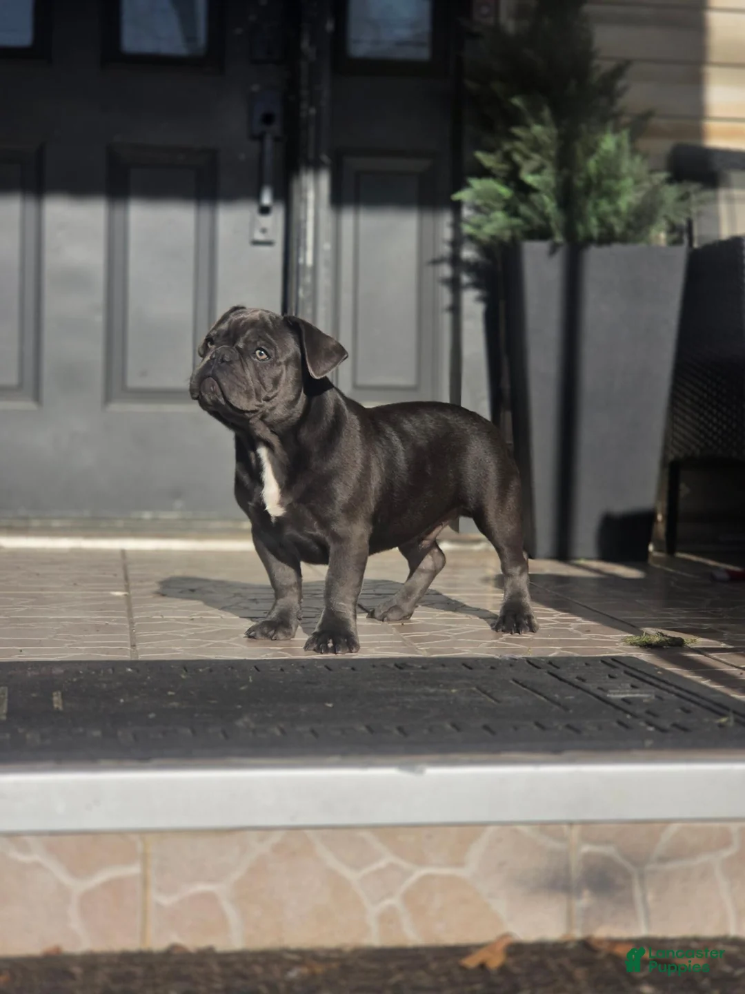 French Bulldog dogs for sale: Biggs - Ad 1