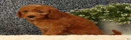 Mini Goldendoodle dogs for sale: Tina - Ad 6