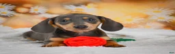 Miniature Dachshund dogs for sale: Dinah - Ad 7