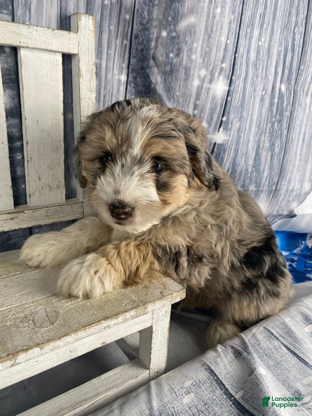 Aussiedoodle dogs for sale: Luke - Ad 12