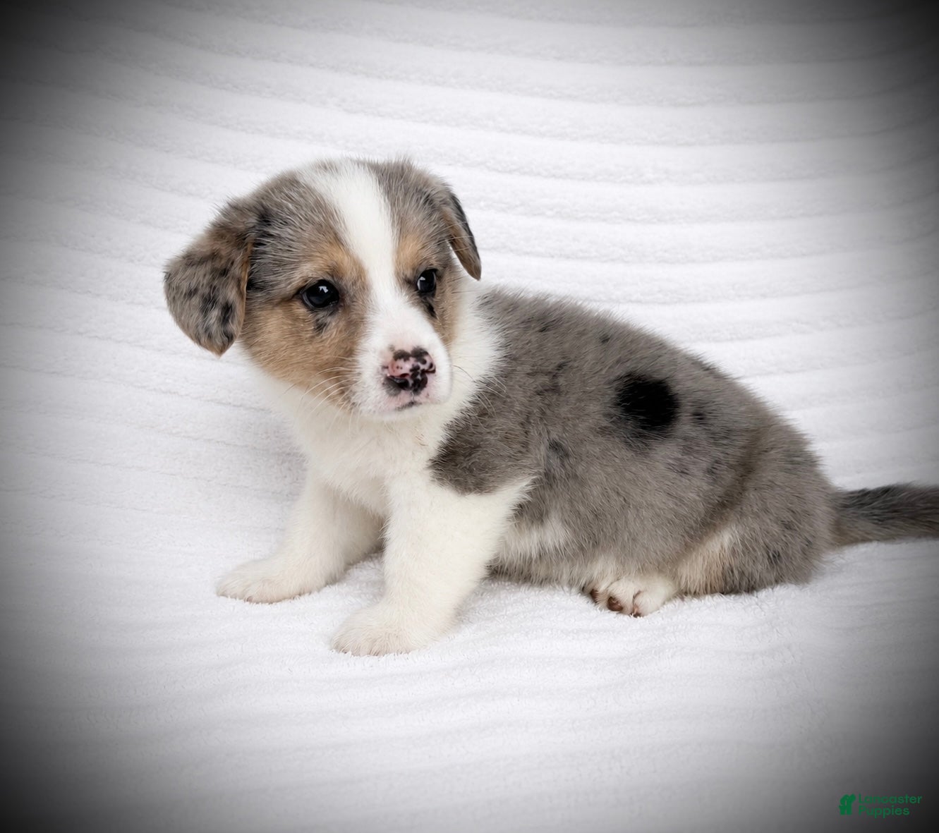 Welsh Corgi Pembroke dogs Brady - Ad 1