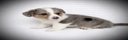 Welsh Corgi Pembroke dogs for sale: Brady - Ad 1