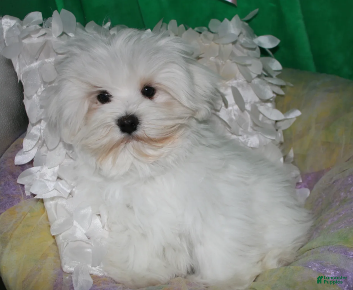 Maltese dogs Teddy - Ad 2