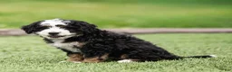 Bernedoodle dogs for sale: Briggs Bernedoodle Puppy  - Ad 10