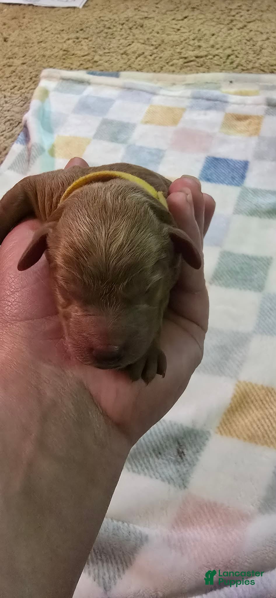 Mini Goldendoodle dogs bear (male) - Ad 8