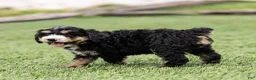 Bernedoodle dogs for sale: Hayes Bernedoodle Puppy  - Ad 8