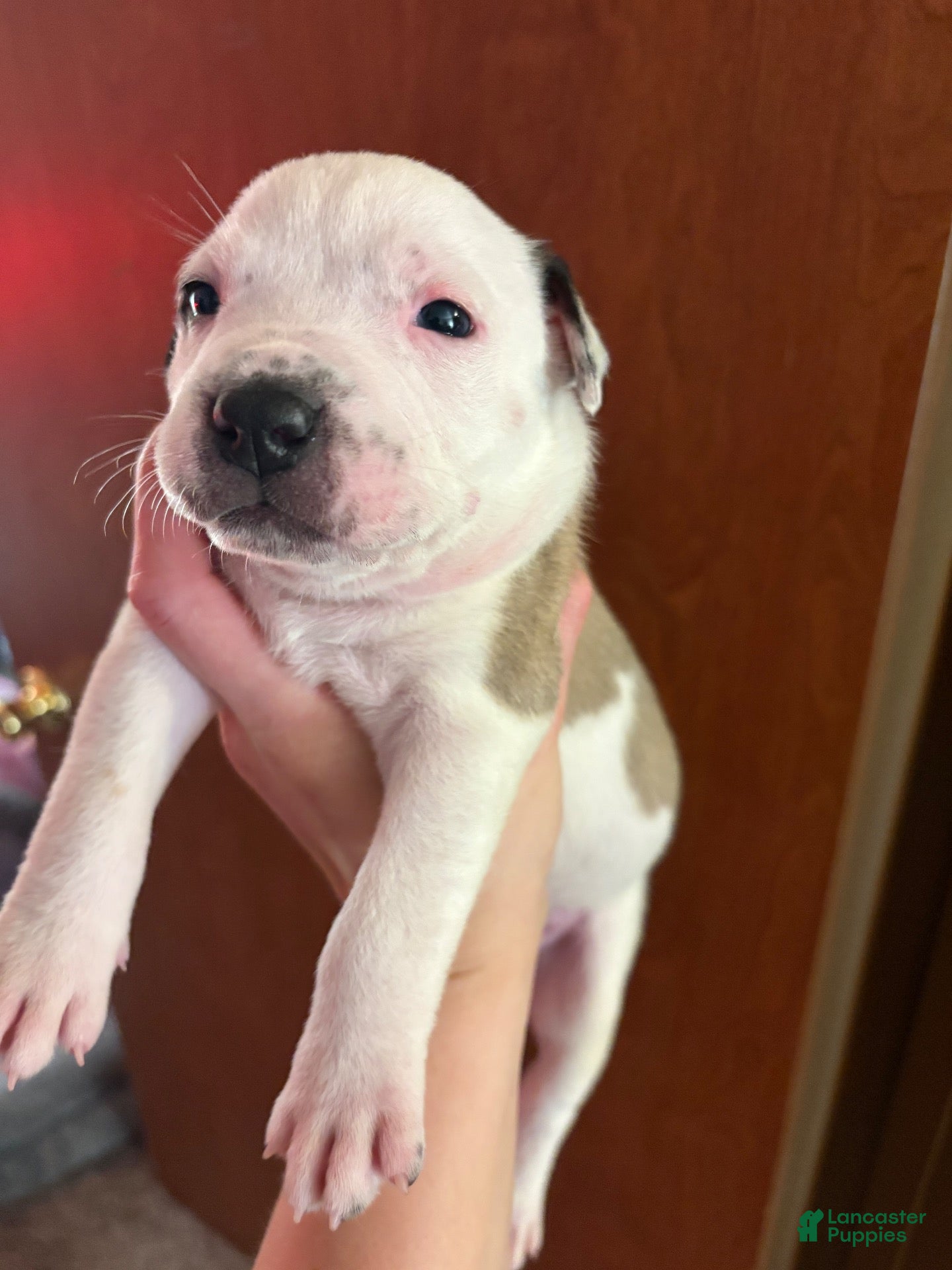 American Bully dogs American Bully 2 - Ad 14