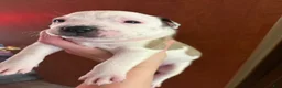 American Bully dogs for sale: American Bully 2 - Ad 1