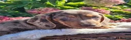 Miniature Dachshund dogs for sale: Murphy  - Ad 9