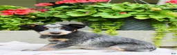 Australian Cattle Dog dogs for sale: Chloe - Ad 3