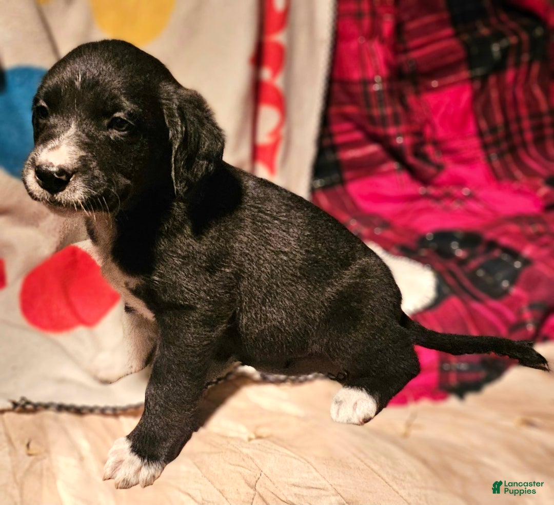 Border Collie dogs for sale: Ice - Ad 7