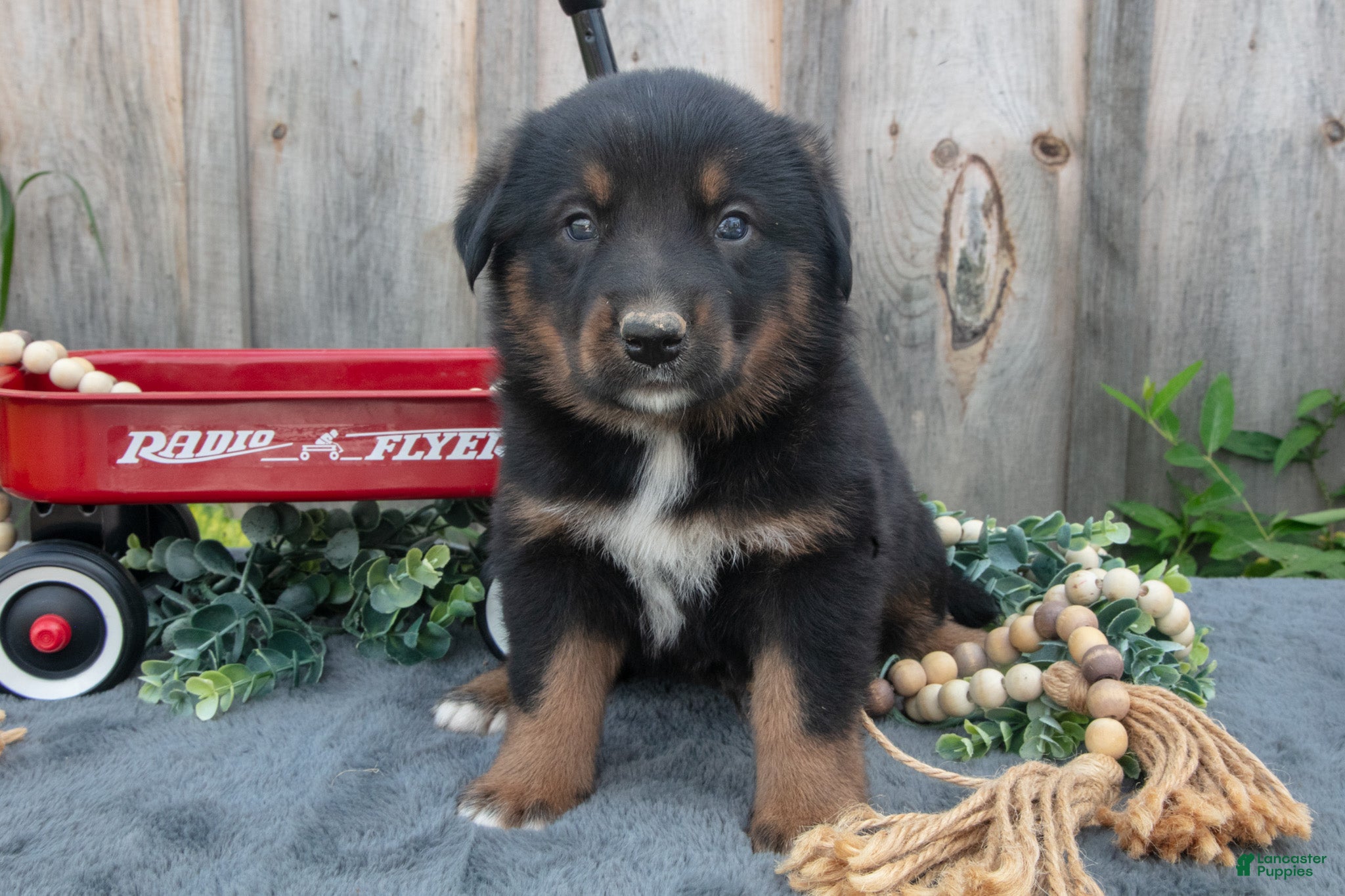 Mixed Breed dogs Gizmo - Ad 1