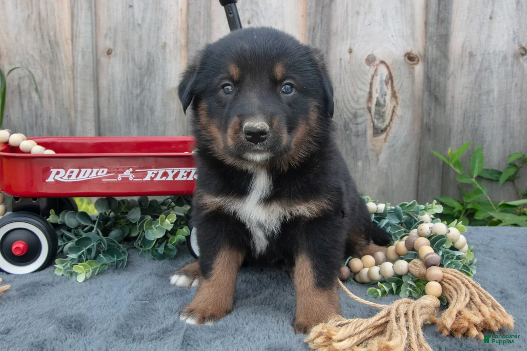 Mixed Breed dogs for sale: Gizmo - Ad 1