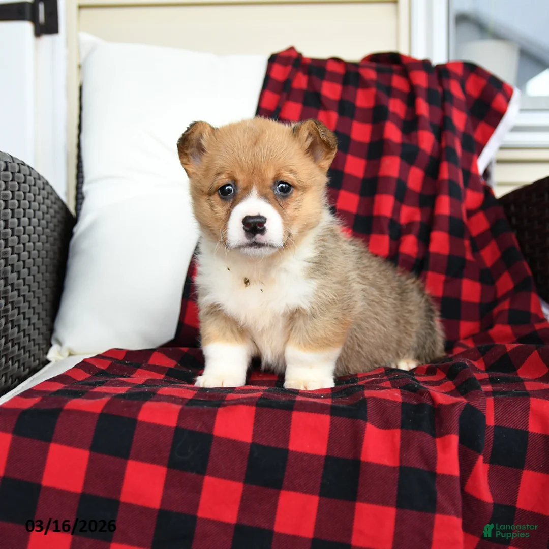 Welsh Corgi Pembroke dogs for sale: Flossie - Ad 2