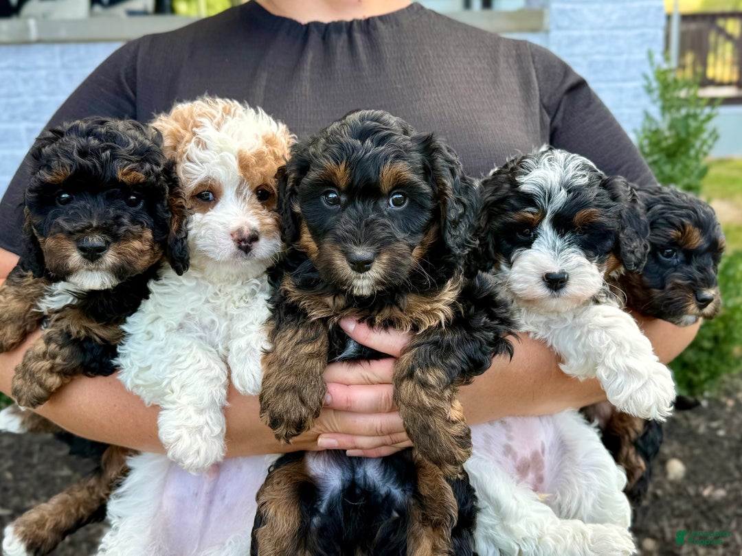 Cavapoo dogs for sale: Maverick - Ad 5