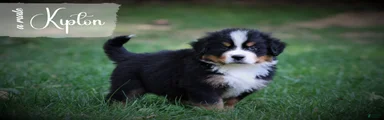 Bernese Mountain Dog 8