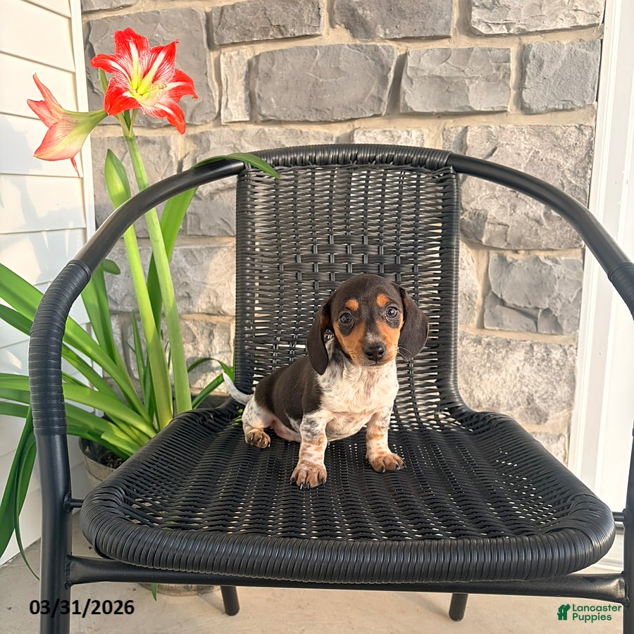 Miniature Dachshund dogs Julia - Ad 1