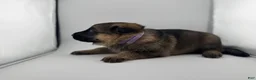 German Shepherd dogs for sale: Daisy - Ad 31