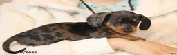 Miniature Dachshund dogs for sale: Jewel - Ad 4