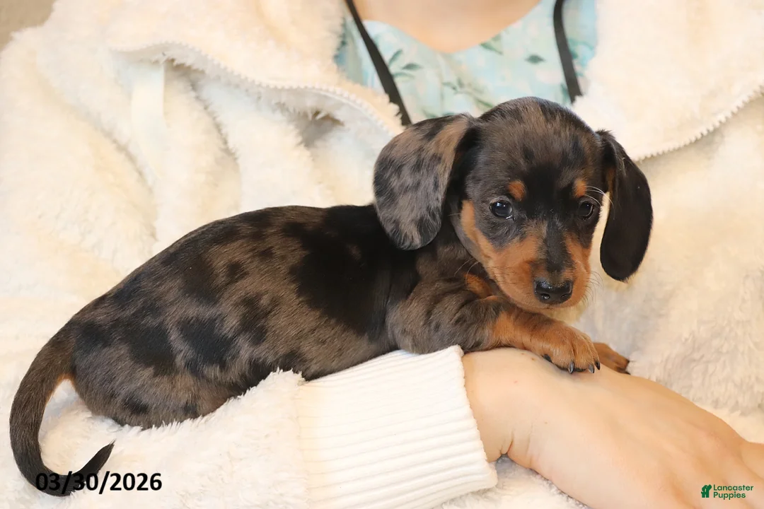Miniature Dachshund dogs for sale: Jewel - Ad 4
