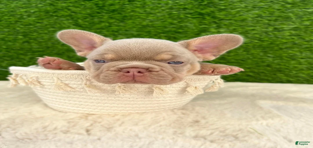 Gallery Image {{count}}