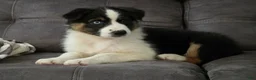 Australian Shepherd dogs for sale: Lady Adele`de - Ad 3