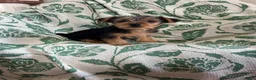 Yorkshire Terrier dogs for sale: Danny Boy - Ad 4