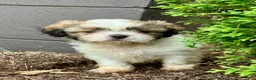 Shih Tzu dogs for sale: Tucker - Ad 5