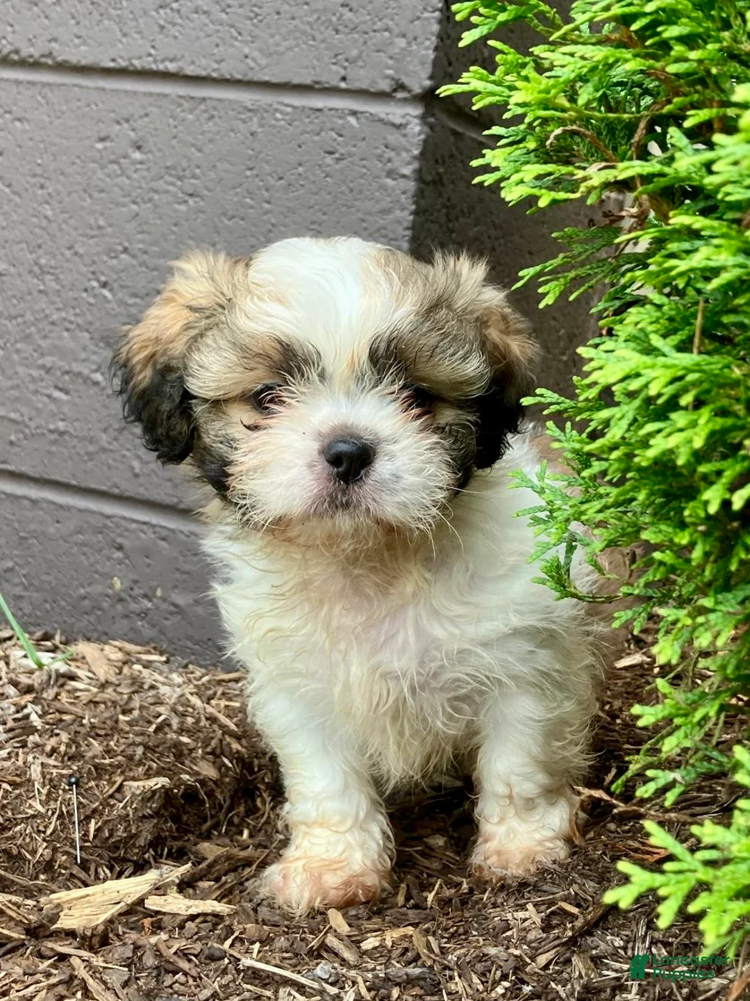 Shih Tzu dogs for sale: Tucker - Ad 5
