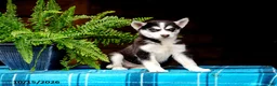 Pomsky dogs for sale: Twila - Ad 4