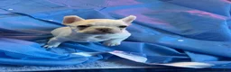 French Bulldog dogs for sale: All white female - Ad 3