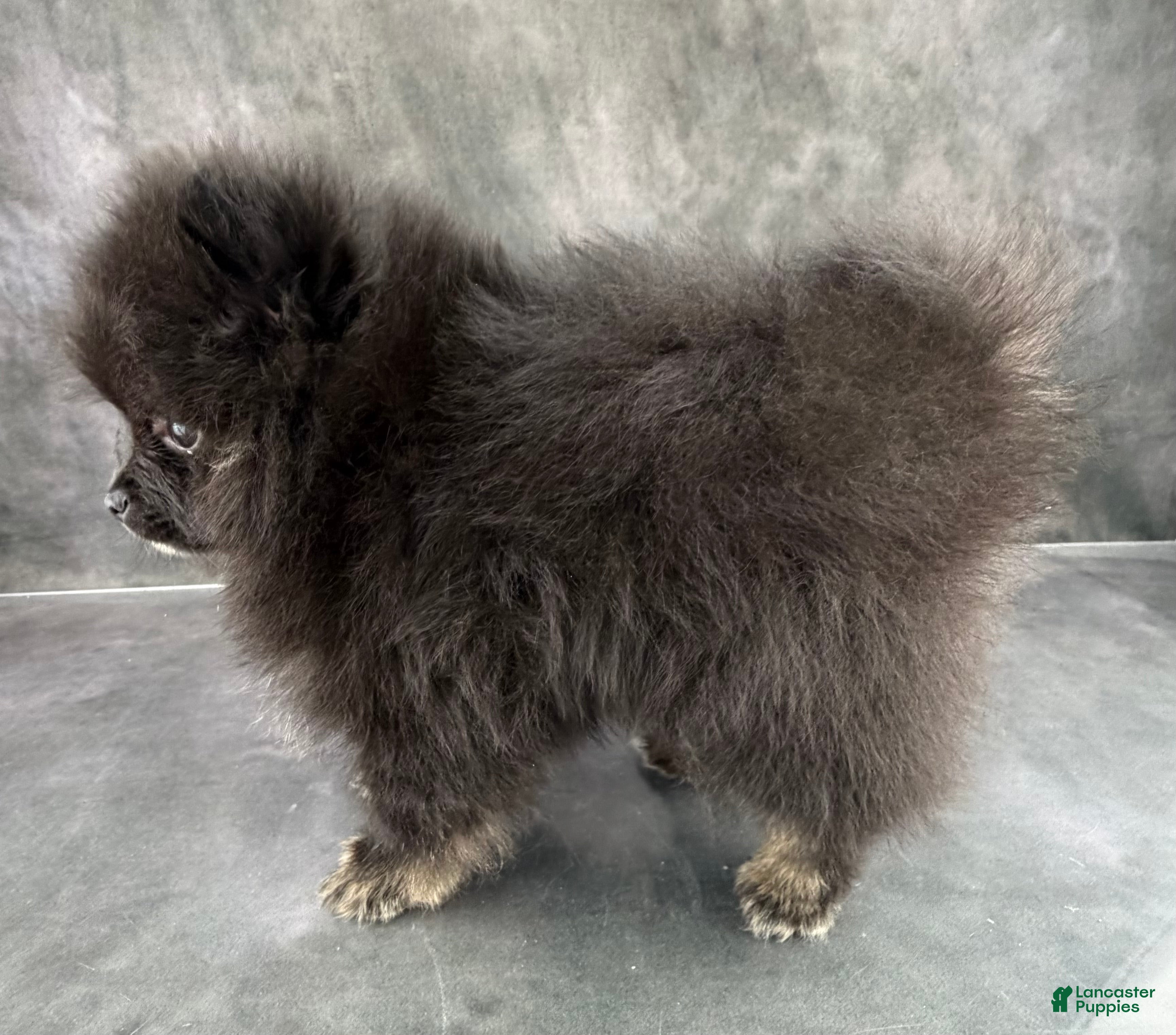 Pomeranian dogs Teddy - Ad 2