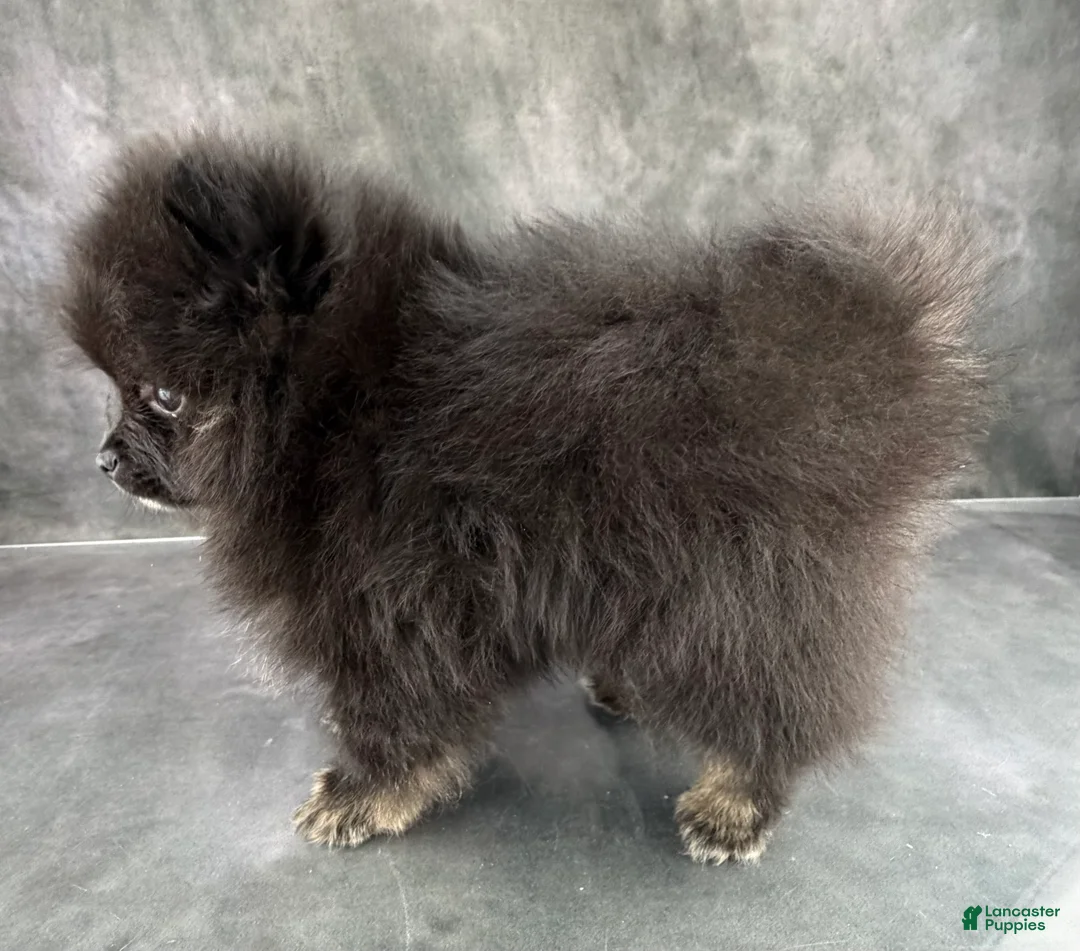 Pomeranian dogs for sale: Teddy - Ad 2