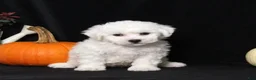 Bichon Frise dogs for sale: Lassie - Ad 5