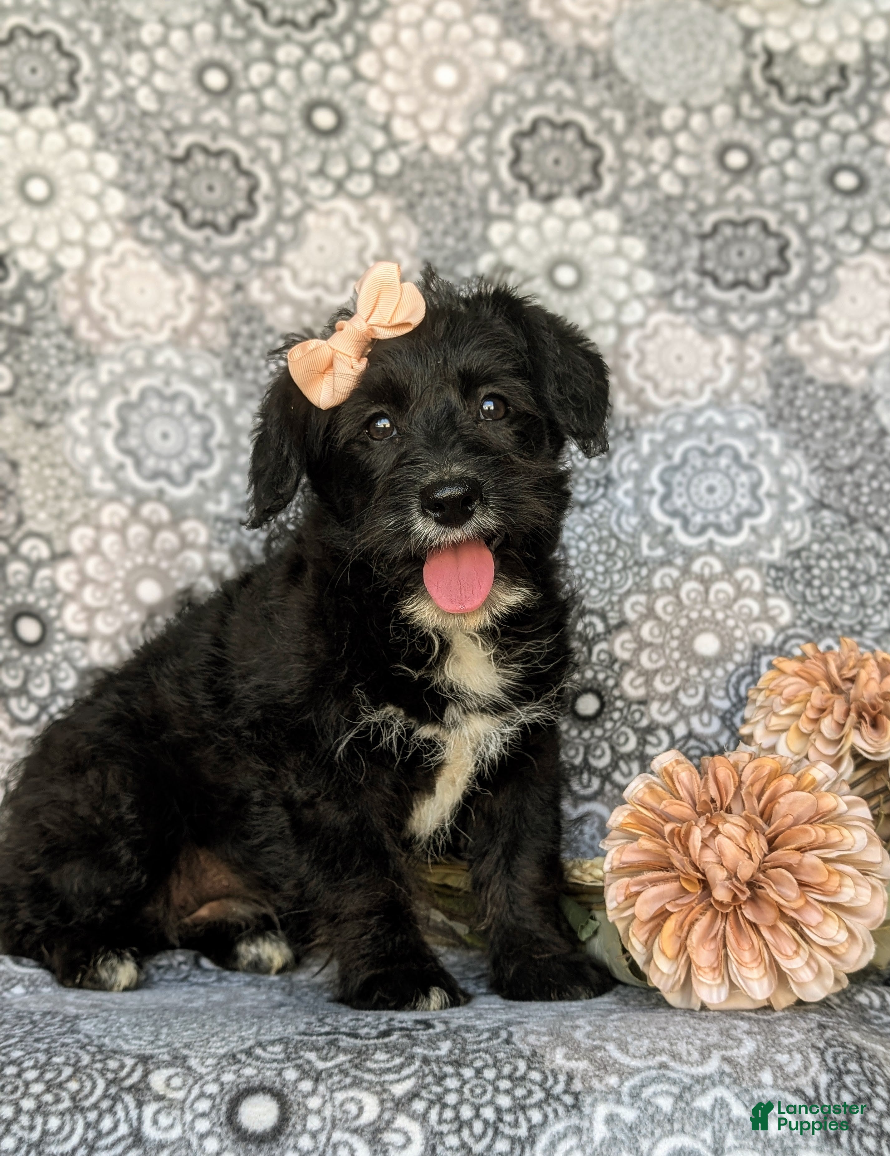 Corgipoo dogs for sale: Joceline - Ad 2