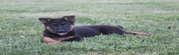 German Shepherd dogs for sale: Lola - Ad 2